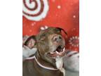 Adopt CAPTAIN a Brown/Chocolate - with White Labrador Retriever / Mixed dog in