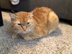 Adopt Walker a Orange or Red Tabby Domestic Shorthair / Mixed (short coat) cat