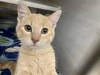 Adopt SANDY a Orange or Red Domestic Shorthair / Mixed (short coat) cat in
