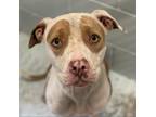 Adopt Aria 23-08-141 a White - with Tan, Yellow or Fawn Pit Bull Terrier / Mixed