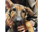 Adopt Wanda a Black German Shepherd Dog / Mixed dog in Lindenwold, NJ (39152173)