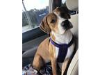 Adopt Luna a Brown/Chocolate - with White American Pit Bull Terrier / Beagle /