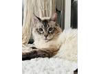 Adopt Dakota a Cream or Ivory (Mostly) Ragdoll (long coat) cat in Juno Beach