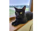 Adopt Karma a All Black Domestic Shorthair (short coat) cat in Webster City