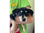 Adopt Florida Keys Hurricane a Black Feist dog in Merrifield, VA (39140472)
