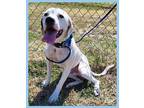 Adopt Sammy Adorable Houndy Ears! a White Hound (Unknown Type) / Pointer / Mixed