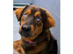 Adopt 3 Siblings not Bonded 8 months old 30 pounds a Australian Shepherd /