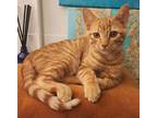 Adopt Lord Felix a Orange or Red Tabby Domestic Shorthair / Mixed (short coat)