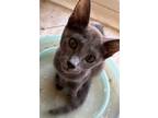 Adopt Ivan a Gray or Blue Russian Blue / Mixed (short coat) cat in Phoenix