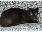 Adopt 5777 (Rowan) a All Black Domestic Shorthair / Mixed (short coat) cat in