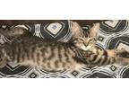 Adopt 5804 (Astrid) a Brown Tabby Domestic Shorthair / Mixed (short coat) cat in