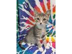 Adopt 5826 (Pewter) a Gray, Blue or Silver Tabby Domestic Shorthair / Mixed