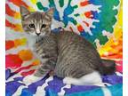 Adopt (5827) Slate a Gray, Blue or Silver Tabby Domestic Shorthair / Mixed