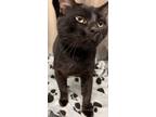 Adopt Blaze a All Black Domestic Shorthair cat in Johnstown, PA (39105937)
