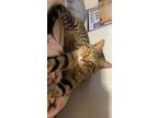 Adopt Salem a Brown Tabby Tabby / Mixed (short coat) cat in Port Neches