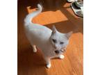 Adopt Casper a White American Shorthair / Mixed (short coat) cat in Fort Wayne