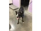Adopt Sera a Labrador Retriever / Mixed dog in Burlington, KY (39151937)