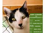 Adopt Baby Leonard a All Black Domestic Shorthair cat in Arlington