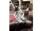 Adopt Thing 1 a Gray or Blue Domestic Mediumhair / Mixed (medium coat) cat in
