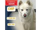 Adopt Chip a White Samoyed / Siberian Husky / Mixed dog in Sierra Madre