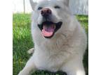 Adopt Lucca a White Husky / Mixed dog in Phoenix, AZ (37708423)