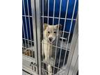 Adopt Bentley a White Akita dog in Whiteville, NC (39151896)