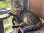 Adopt Arisinoe a Tan or Fawn Tabby Domestic Shorthair (short coat) cat in