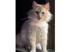 Adopt Macy a Cream or Ivory (Mostly) Domestic Mediumhair (medium coat) cat in