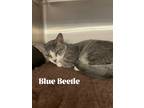Adopt Blue Beetle a Gray, Blue or Silver Tabby Domestic Shorthair / Mixed (short