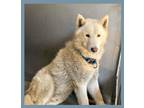 Adopt Viserys a White Samoyed / Mixed dog in Sierra Madre, CA (39151854)