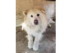 Adopt Polo a White Samoyed / Mixed dog in Sierra Madre, CA (39151825)
