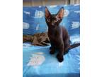 Adopt Lucy a All Black American Shorthair / Mixed (short coat) cat in Spring