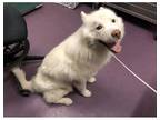 Adopt Everest a White Samoyed / Mixed dog in Sierra Madre, CA (39151869)