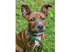Adopt Samantha a Brindle Boxer / Pit Bull Terrier / Mixed dog in Clarkston