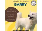 Adopt Barry a White Samoyed / Siberian Husky / Mixed dog in Sierra Madre