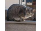 Adopt Emma a Gray or Blue Tabby / Mixed (short coat) cat in Shell Knob