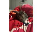 Adopt Kittens in Anchorage - page 3 a Gray, Blue or Silver Tabby Domestic