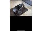 Adopt Jack a Black Labrador Retriever / Rottweiler / Mixed dog in Marshall
