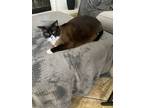 Adopt Fifi a Brown or Chocolate Siamese / Mixed (medium coat) cat in Chino