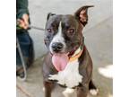 Adopt Cranberry a American Pit Bull Terrier / Mixed dog in Oakland