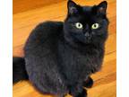 Adopt Lola a Black (Mostly) American Wirehair / Mixed (long coat) cat in