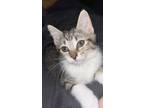 Adopt 5798 (Rosie) a Gray or Blue (Mostly) Domestic Shorthair / Mixed (short