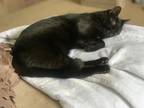 Adopt Bali a All Black Bombay / Mixed (short coat) cat in Ringgold