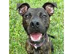 Adopt Pluto a Brindle American Pit Bull Terrier / Mixed dog in Jefferson