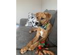 Adopt Scout a Tan/Yellow/Fawn - with White Black Mouth Cur / Labrador Retriever