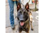 Adopt Flint a Brindle Belgian Malinois / Mixed dog in Oakland, CA (39138201)