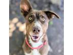 Adopt Tamar a Tan/Yellow/Fawn Australian Shepherd / Mixed dog in Oakland