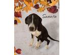 Adopt Sweetie a Border Collie / Great Dane / Mixed dog in Tool, TX (39151643)