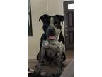 Adopt Buddha a Black - with White American Pit Bull Terrier / Australian Cattle