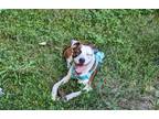 Adopt Dingo a Brindle - with White American Pit Bull Terrier / Boxer / Mixed dog